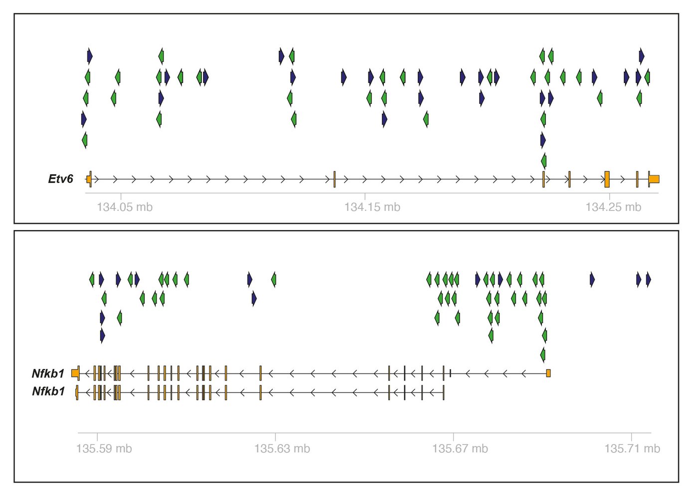 In vivo genetic screening platform